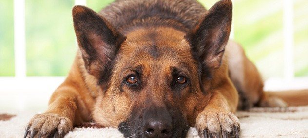 K9 kennels & animal environments environment pictured in the Monnit guide