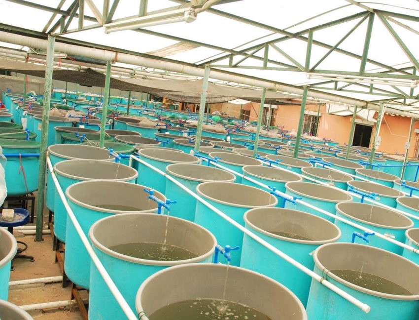 Fish farms & aquaculture environment pictured in the Monnit guide