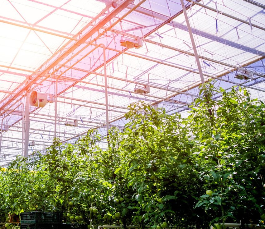 Greenhouse growing conditions environment pictured in the Monnit guide